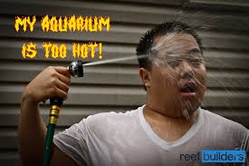 New video! We take a peek into what it takes to run a commercial coral farm  at @aciaquaculture Check out the video