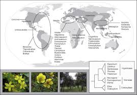 Image result for Hypericum scioanum