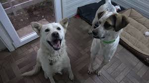 Why do we save romanian dogs? About Us Howl Of A Dog Animal Rescue Organization