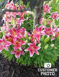 Stargazer Lilies Super Pack 15 Bulbs 77307 Stargazer Lily Beautiful Blooms Love Lily