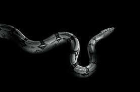 Black Snake Wallpapers Wallpaper Cave Image of copperhead red snake. black snake wallpapers wallpaper cave