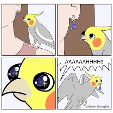 Pin By Killjoy Yeemo On Burb Funny Parrots Funny Birds Pet Birds