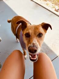 Free dog behavioral issue consultations in Buckingham