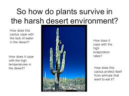 (i) it has long roots that go deep inside the soil for absorbing water. Supratimas Pusiaujas Kibirkstis How Do Cacti Adapt To The Desert Yenanchen Com