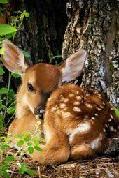 Yabani Hayvan Wilde Tiere Yabani Hayvan Wilde Tiere In 2020 Cute Animals Cute Baby Animals Animals