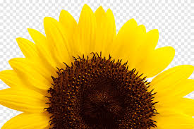 Tanaman bunga matahari ini termasuk bunga majemuk yang memiliki puluhan kelopak bunga besar dan berbentuk pita berwarna kuning terang dan tersusun dari ribuan kelopak bunga kecil dalam satu. Biji Bunga Matahari Kuning Sunflower Sunflower Biru Bunga Matahari Png Pngegg