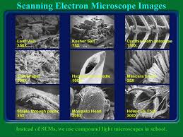 Check spelling or type a new query. A View Of The Cell Discovery Of The Cell Microscopes The Cell Theory Ppt Download