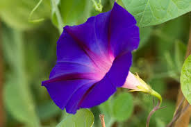 Image result for Ipomoea polymorpha