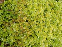 Image result for Thesium fimbriatum