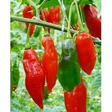 Free delivery on whole guajillo chillies (conditions apply). Paper Lantern Chilli Seeds