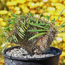 Image result for Pachypodium lamerei