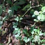 Image result for Sanicula elata