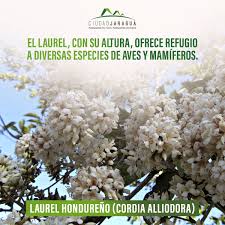 Image result for Cordia torrei