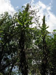 Image result for Lobelia lasiocalycina