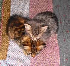 Two Small Bundles Con Imagenes Gatos Bonitos Gatos Gatitos Lindos
