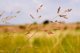 Image result for Panicum flacciflorum