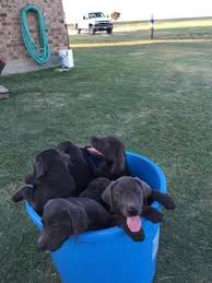 We did not find results for: Akc Silver And Charcoal Labs For Sale In Itasca Texas Classified Americanlisted Com