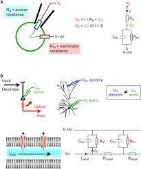 We did not find results for: Whole Cell Recording Of Neuronal Membrane Potential During Behavior Sciencedirect