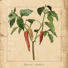 Image result for Capsicum frutescens