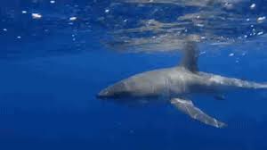 If there is a violation of the rules, please click the report button and leave a report, and also message the. Semana Woche Week Gif On Gifer By Feron