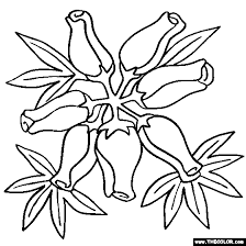 Download and print these coloring. Heather Flower Coloring Page Calluna Vulgaris