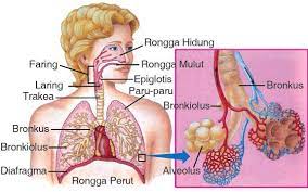 Sistem respirasi manusia 1)jantung mempunyai empat ruang iaitu :atrium kanan,atrium kiri,ventrikel kiri dan ventrikel kanan. Bagian Sistem Pernapasan Pada Manusia Dan Fungsinya Paru Paru Manusia Pernafasan