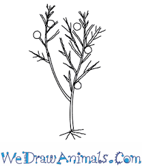 Drawing jason voorhees inktober day 24. How To Draw A Juniper Tree