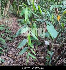 Image result for Olyra latifolia