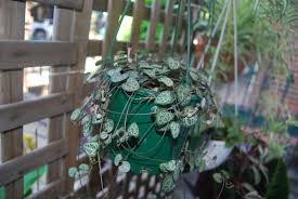 Image result for Ceropegia filifolia