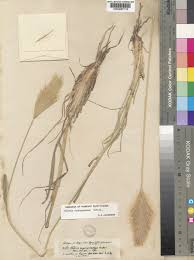 Image result for Chloris roxburghiana