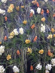 10 Orchid Garden Ideas Most Of The Brilliant And Also Interesting Orchids Garden Orchids Orchid House