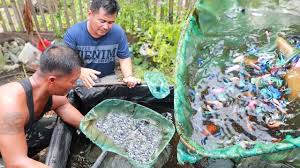 Betta Fish Farm Thousands Of Betta Fish In A Small Tank Youtube