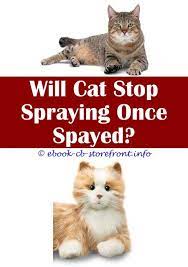 17 Stupefying How To Stop Your Cat Spraying Indoors Cat Repellant Male Cat Spraying Cat Fleas