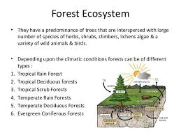 Types Of Birds For Kids Google Search Birds For Kids Pet Birds Forest Ecosystem