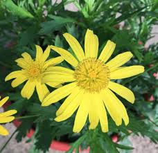 Image result for Euryops