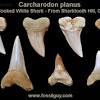 The great white shark has 5 rows of 46 teeth for a total of 230. Https Encrypted Tbn0 Gstatic Com Images Q Tbn And9gcs Svssobfgaerce2ibuerxwnfdbvsd9h7btdjswwok9g9bjp2k Usqp Cau