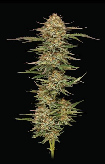Trichome-dense Orange Cream Pop flower structure, AI generated