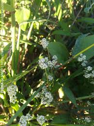 Image result for Corrigiola