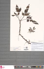 Image result for Lomariopsis guineensis