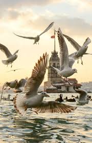 Pb The Bird Tower Uskudar Istanbul Turkey C Yasar Koc Turkey Travel Honeymoon Backpack Backpacking Vacation Budget Off The With Images Istanbul Photo Tower