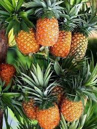 Pin By Health Tips On Tropical Fruits Fruit Garden Beautiful Fruits Dwarf Fruit Trees