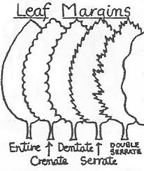 Image result for leaf margin entire