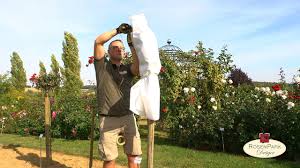 Rosen Im Garten Winterfest Und Frostsicher Einpacken Youtube