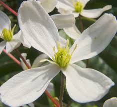 2 clematis wilt causes the foliage and stems of your clematis vine to dry and whither, even turning them black. Clematis Armandii Armand Clematis Evergreen Clematis North Carolina Extension Gardener Plant Toolbox