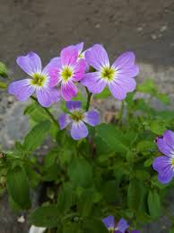 Image result for Malcolmia maritima