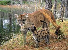 Florida Panther Florida Panthers Are Going Extinct Florida Panther Endangered Animals Weird Animals