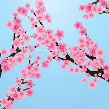 Google Image Result For Http Www Colourbox Com Preview 1712690 644359 Cherry Blossom Flowers Of Sak Cherry Blossom Flowers Cherry Blossom Cherry Blossom Tree