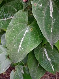 Image result for Dioscoreaceae