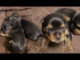 Black and tan, super cuddly, home raised with lots of love. Yorkie Puppy Timelapse Newborn To 2 Weeks Youtube