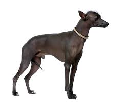 Nebenwirkungen wie bei arthrosemitteln die auf den magen schlagen gibt es nicht. Dein Hund Zittert Dies Konnen Die Ursachen Sein Pfoten Net